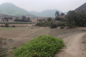 lote Pachacamac